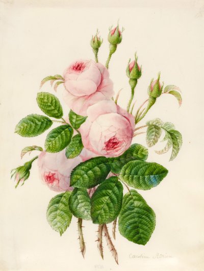 Three Centifolia Roses with Buds by Caroline Adrien